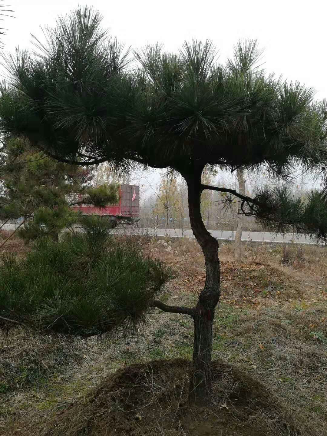 造型黑松   油松   赤松
