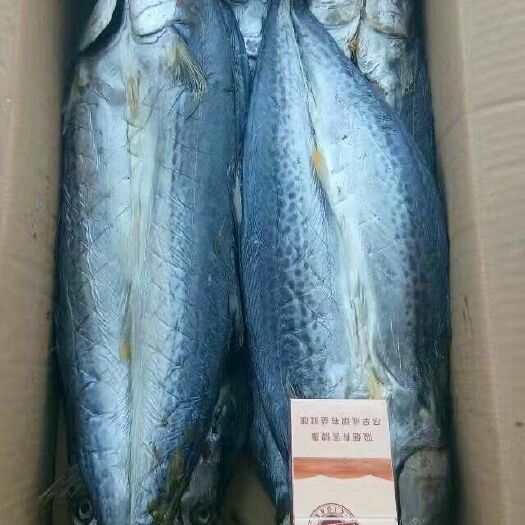 滨州鲅鱼干