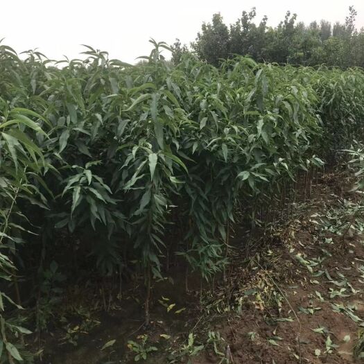 平邑县黄桃树苗 0.5~1米 