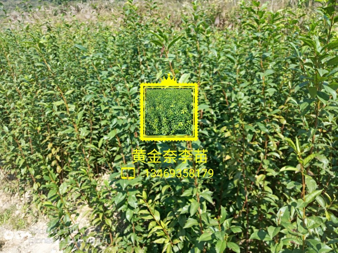 芷江侗族自治县金蜜李树苗