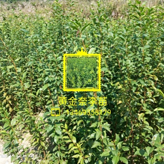 芷江县金蜜李树苗