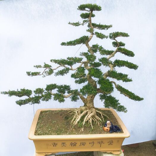雀舌黄杨