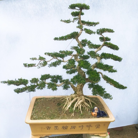 普宁市雀舌黄杨