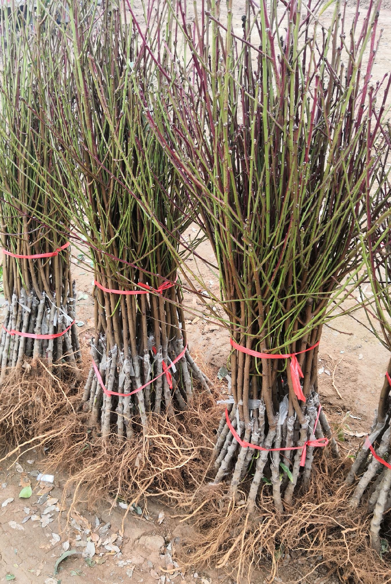 水蜜桃苗 1~1.5米