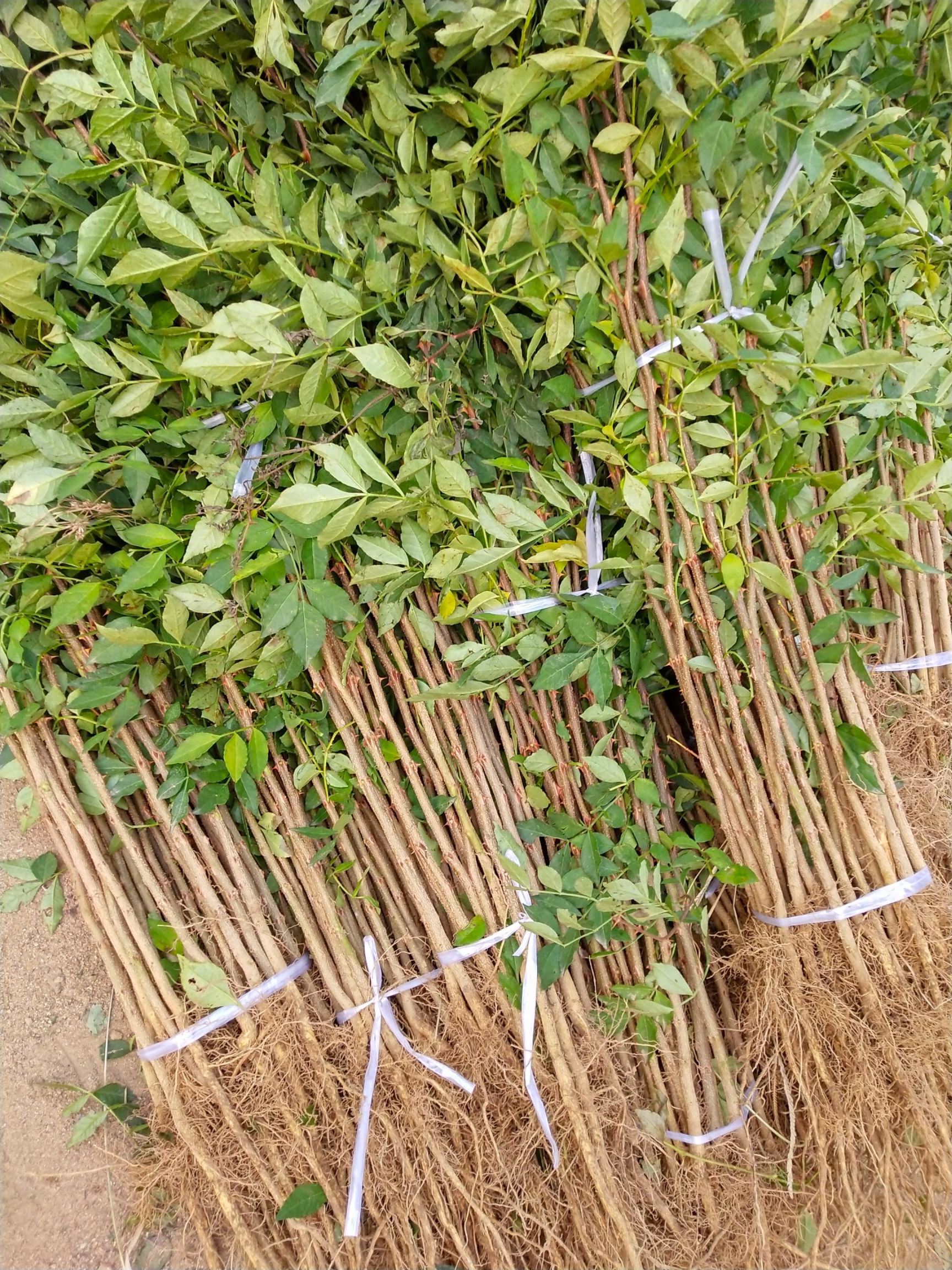 九叶青花椒苗