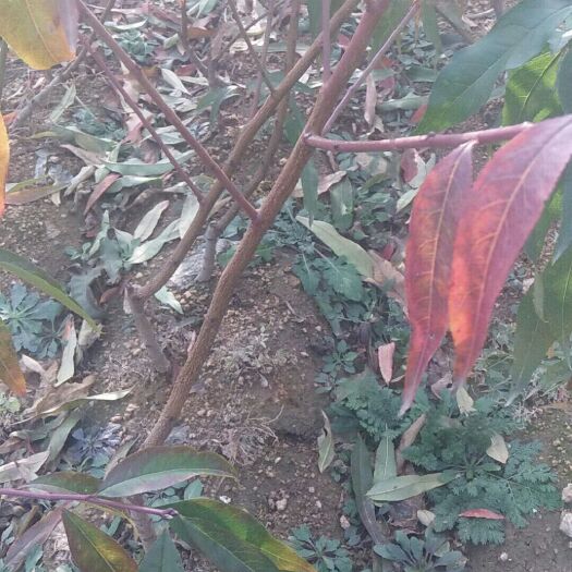 沂水县黄桃树苗 1~1.5米