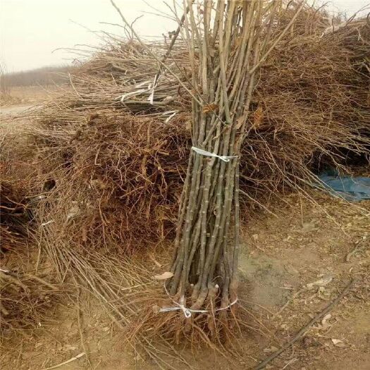 泰安大红袍板栗苗 嫁接苗 0.5~1米