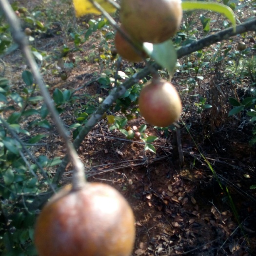 赣州野生山茶油 