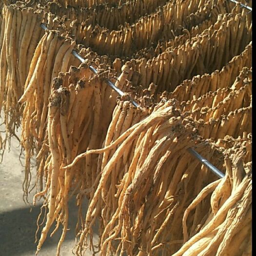 岷县白条党参
