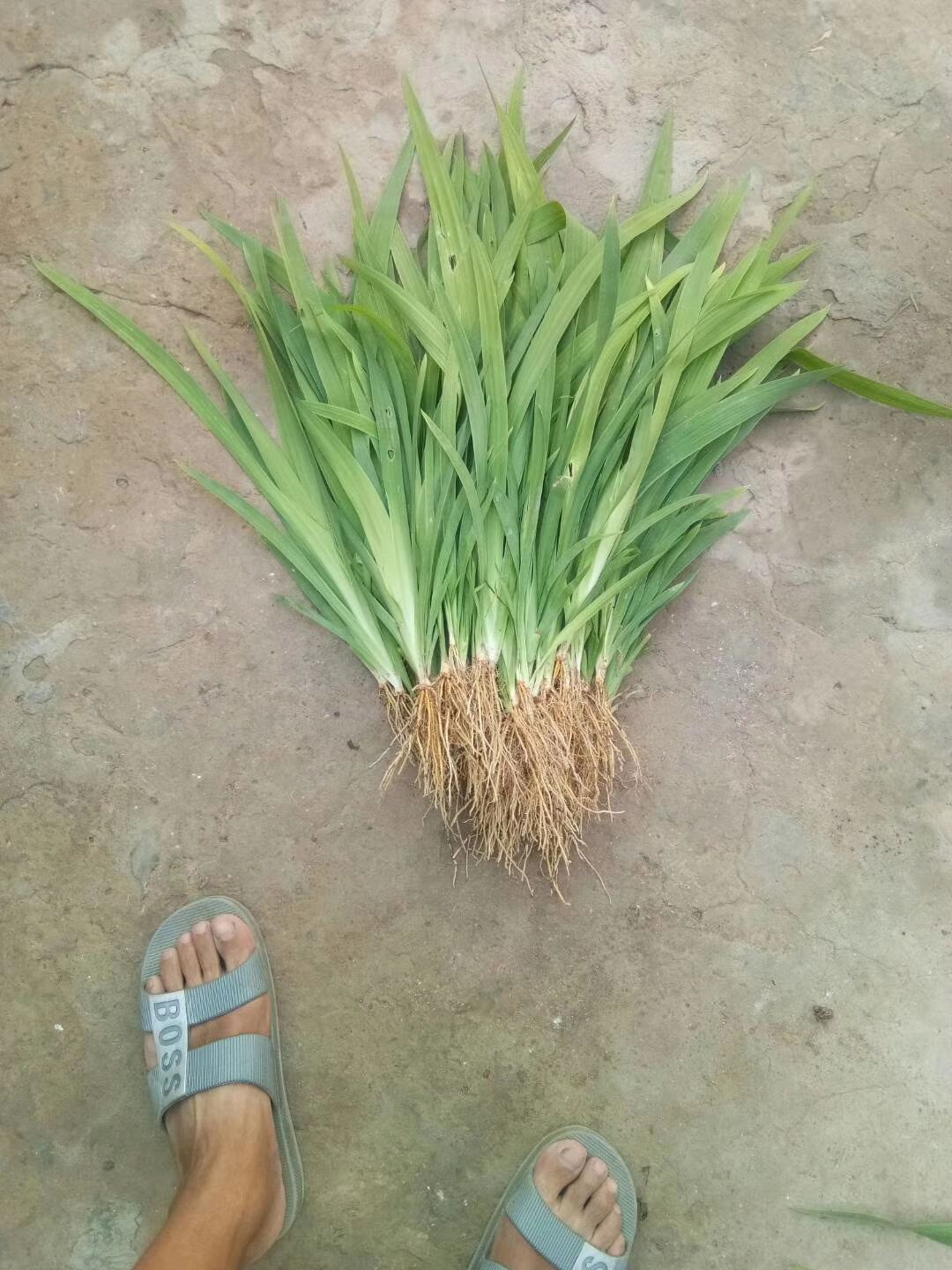 射干种苗 射干苗，观赏射干苗 射干苗