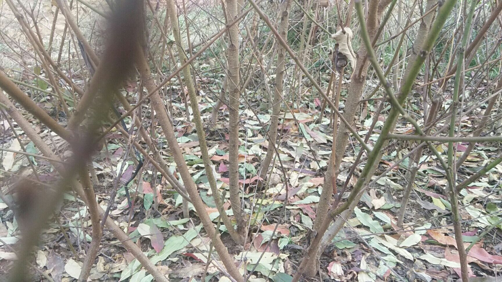 黄桃树苗 1~1.5米