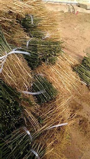 泰安种植枳壳苗 