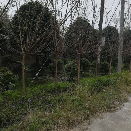 桂花树
