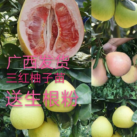 灵山县三红蜜柚苗 