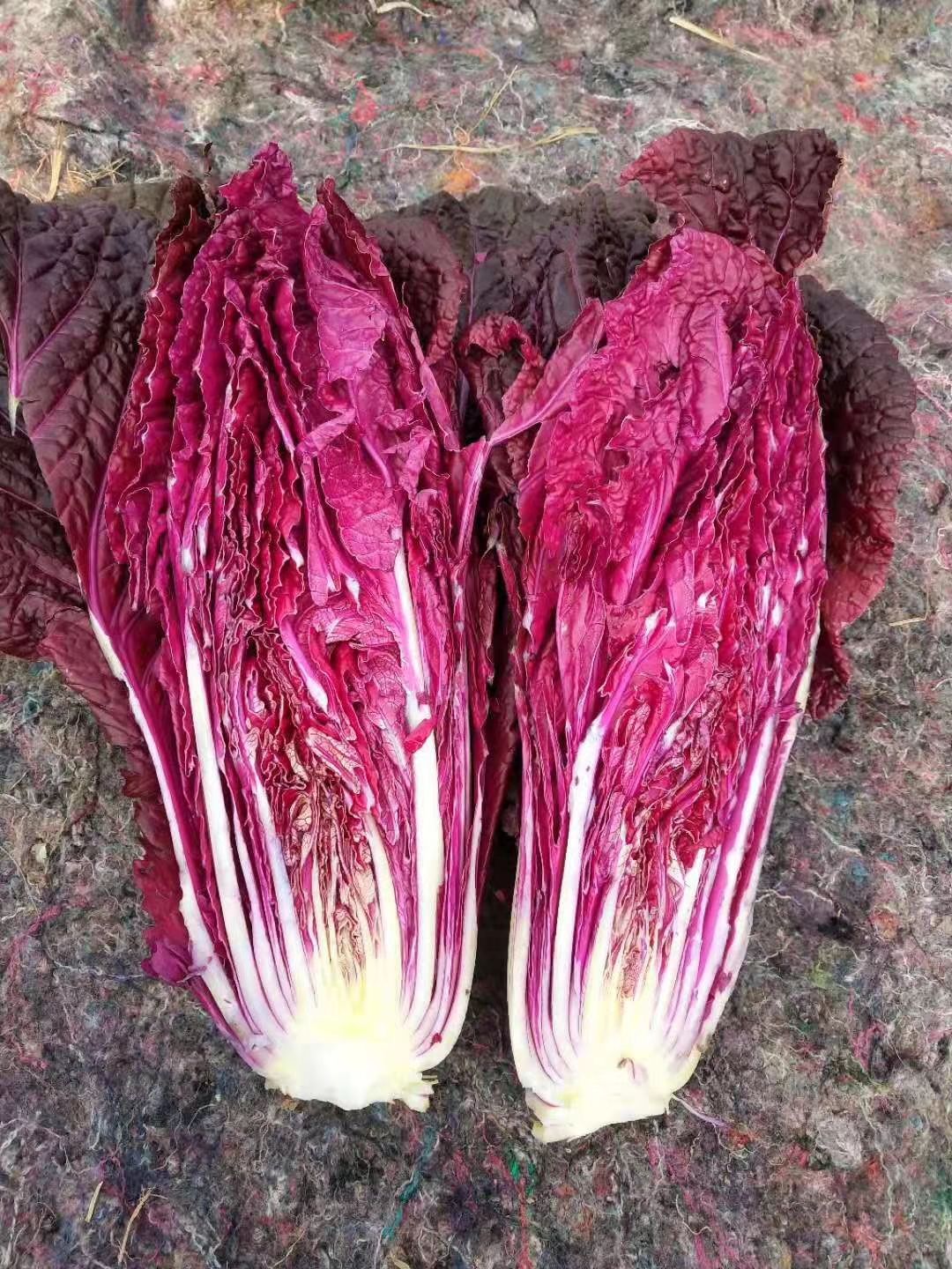 寿光市紫白菜  现货 精品紫色大白菜，1.5-2.5斤每颗，精装 简装都有