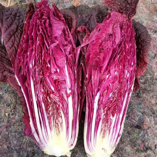 紫白菜  现货 精品紫色大白菜，1.5-2.5斤每颗，精装 简装都有