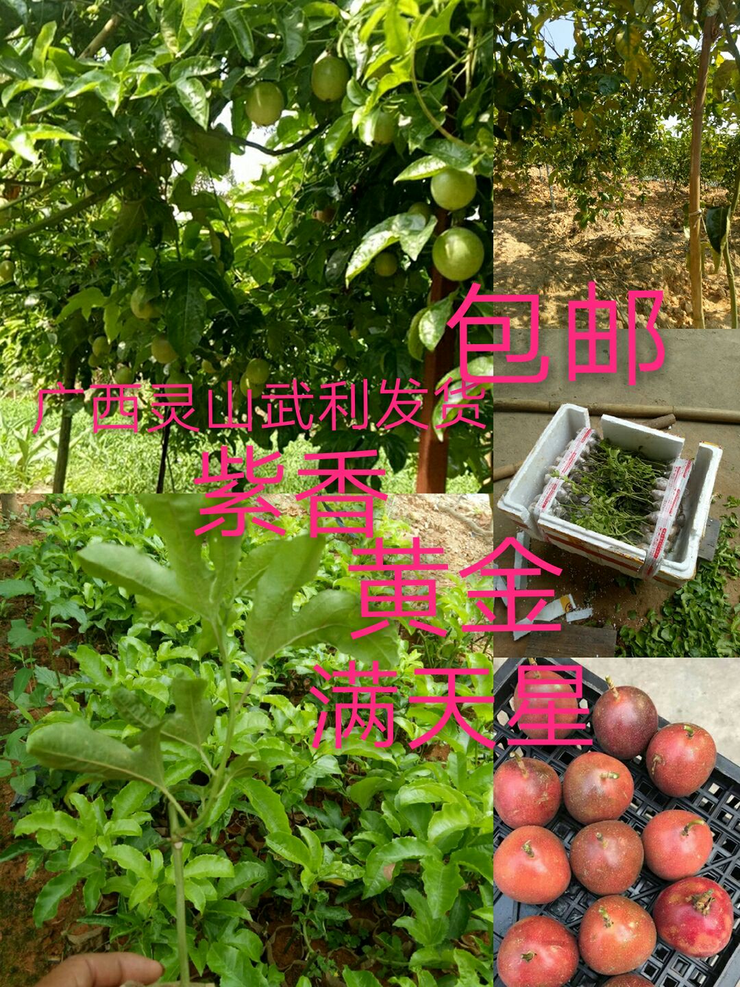 灵山县黄金百香果苗 