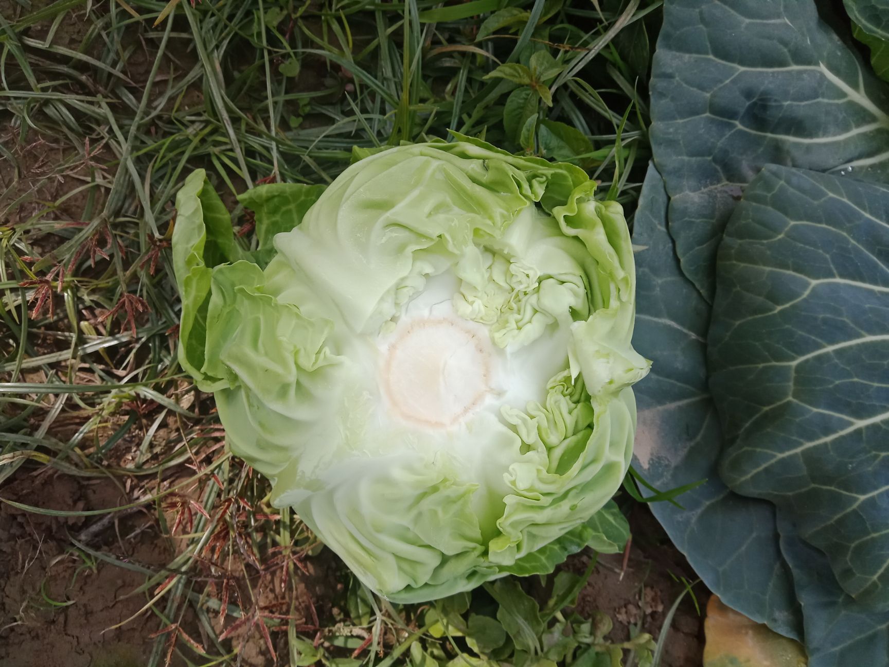 圆包菜  优质旺旺甘蓝