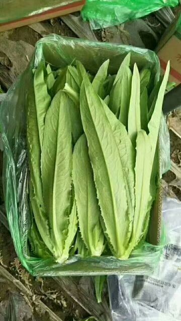 邯郸美冠油麦菜 20~25cm以上 