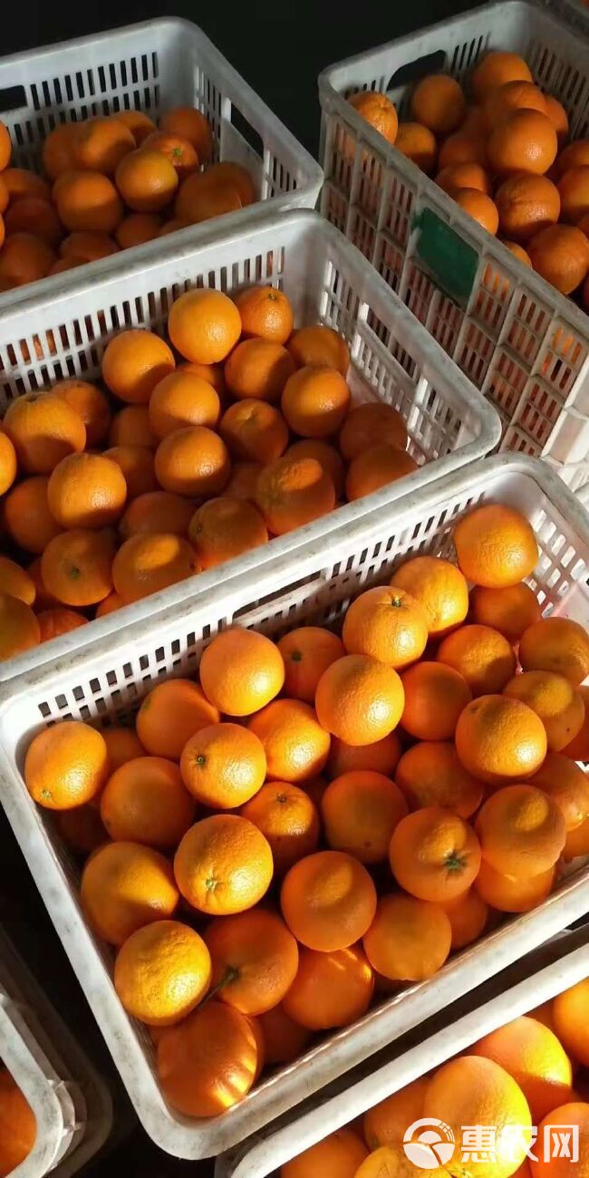 红橙  中华红心橙65-75cm高品质/好选择/自产自销/物