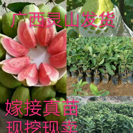 灵山县红心芭乐番石榴苗 