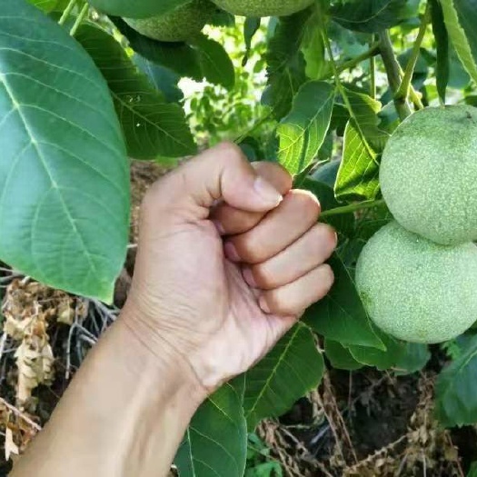 平邑县薄皮核桃苗 