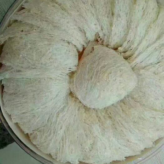 昆明雪燕 