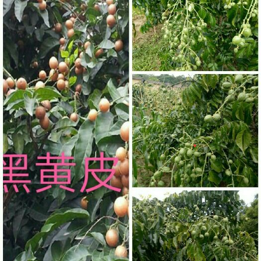 灵山县黑黄皮果苗 