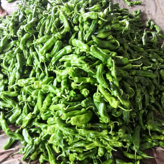 沭阳县薄皮椒 江苏省宿迁市沭阳县