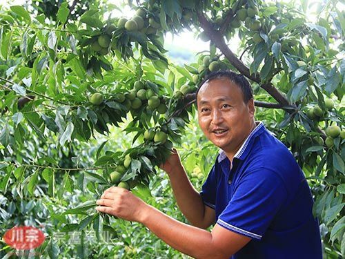 成都青脆李苗