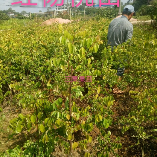 灵山县马来西亚甜杨桃苗 