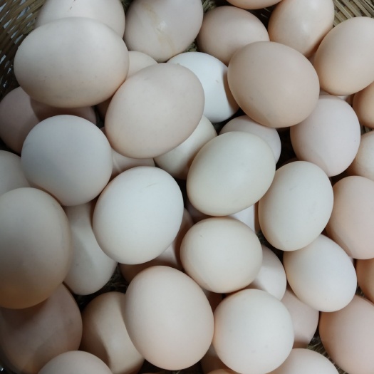 成都山地鸡鸡蛋 食用 箱装 