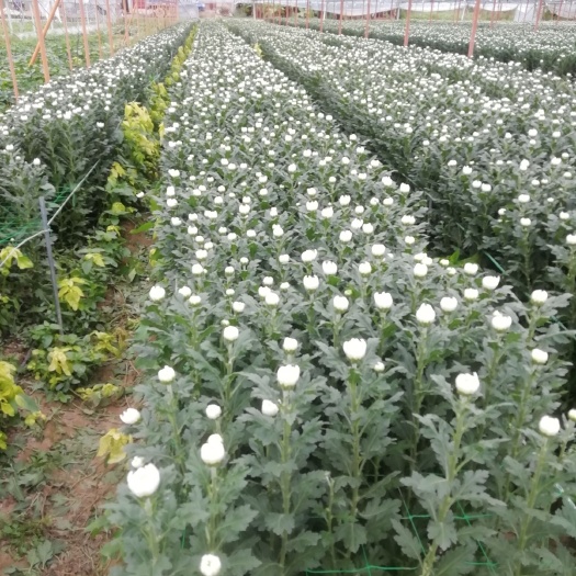 仙游县白菊 黄菊花 清明节用花