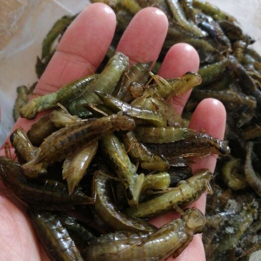 广州水蜻蜓  西北特大号幼虫美食昆虫产地批发价