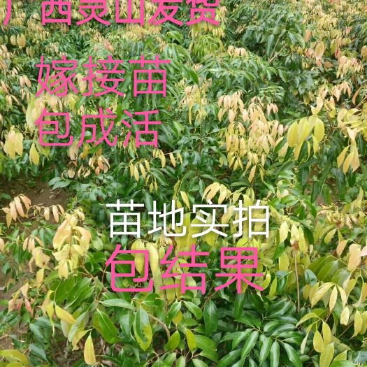 灵山县无核荔枝苗 