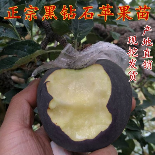 平邑县嘎啦苹果苗 1.5~2米 