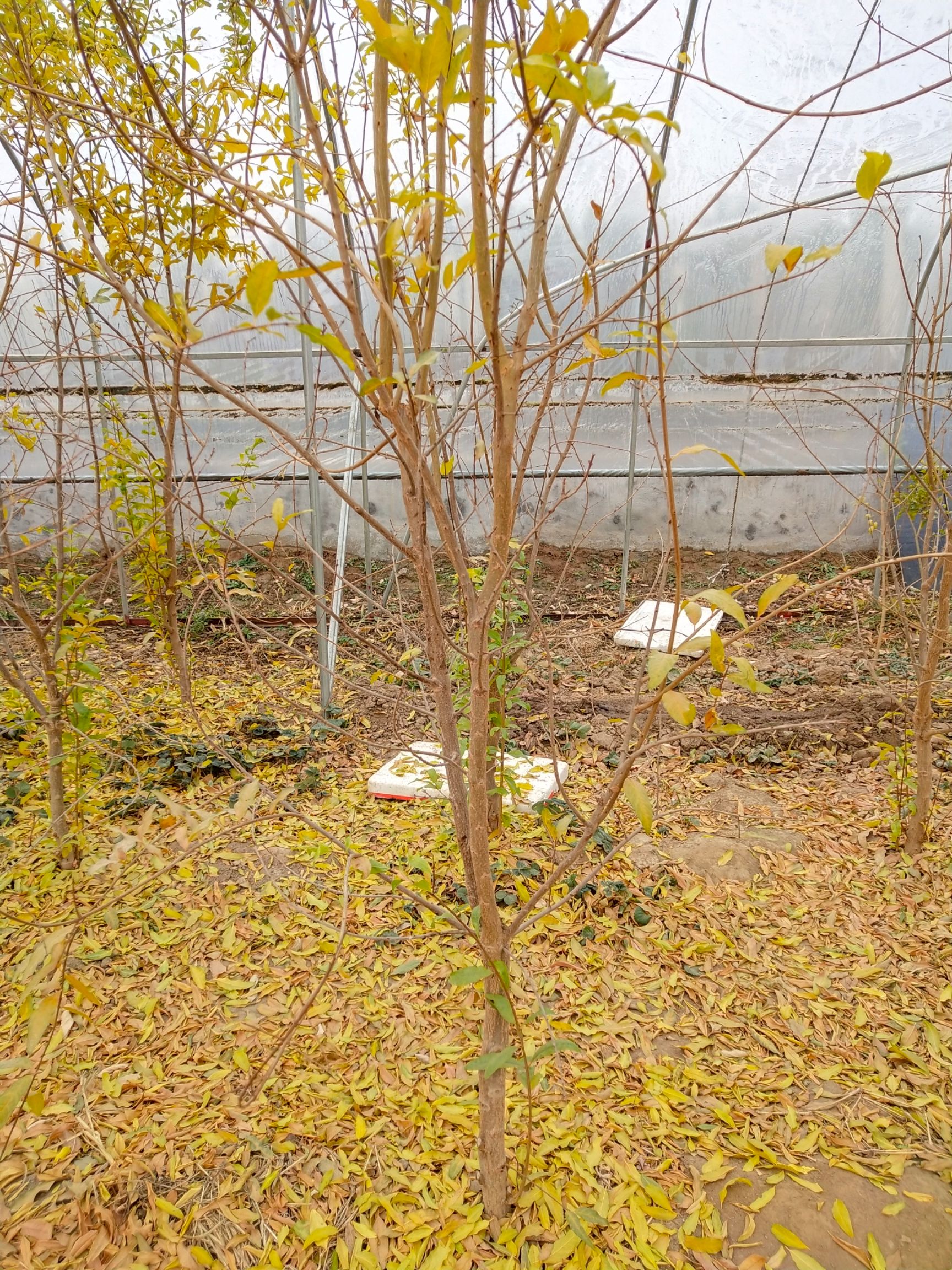 突尼斯软籽石榴树苗