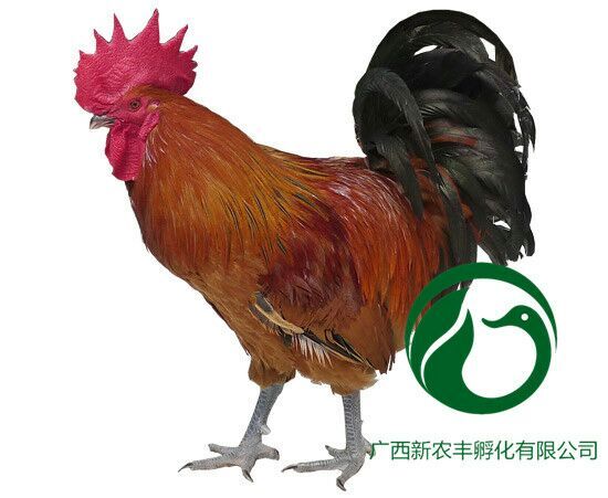 南宁红瑶鸡苗 