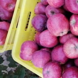 礼县花牛苹果 纸+膜袋 全红 70mm以上