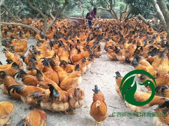 南宁灵山麻土鸡苗 灵山土鸡苗