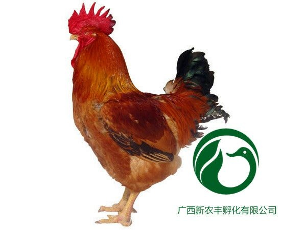 南宁良凤花鸡苗