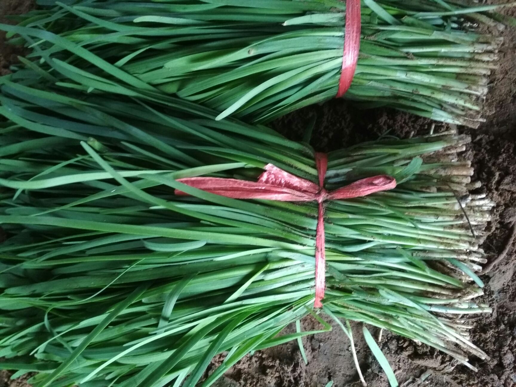 我村头刀露地韭菜开始上市，色绿叶宽，欢迎各位老板光临选购！