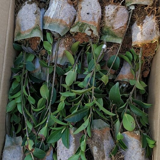 岳阳县油茶苗  添受苗圃供应湘林，大果红花