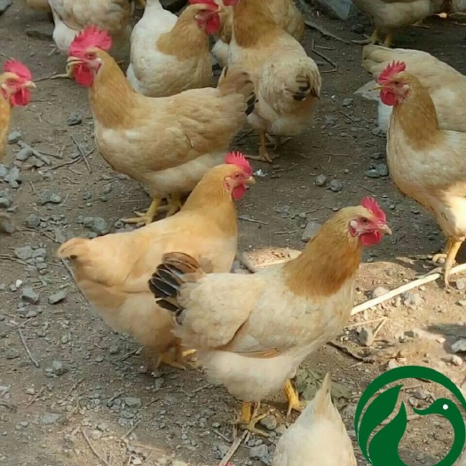 南宁快大黄鸡苗