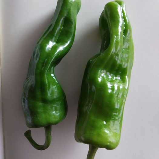 芜湖苏椒 5~10cm 微辣 靑色