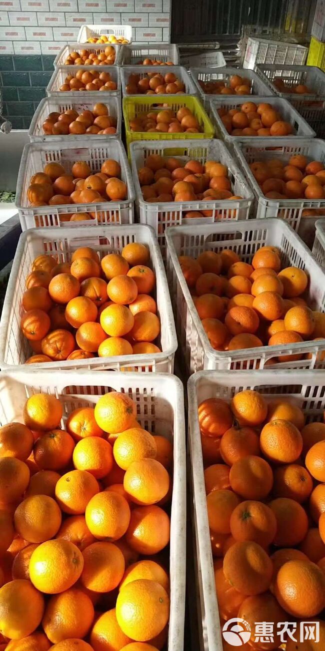 红橙  中华红心橙65-75cm高品质/好选择/自产自销/物