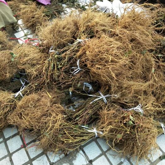 苍溪县苍溪红心猕猴桃苗 嫁接苗