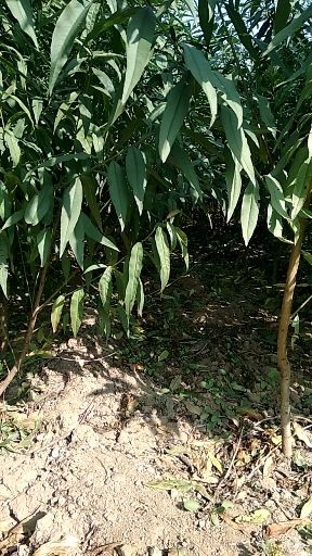 泰安红不软桃苗 1~1.5米