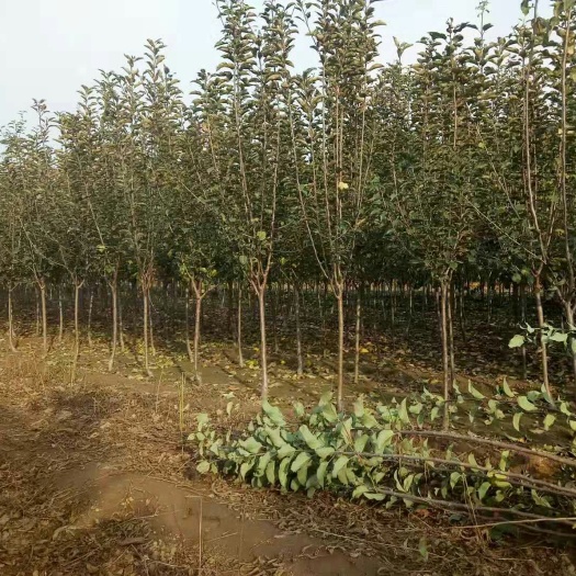 泰安柱状苹果苗 1.5~2米