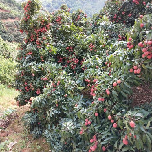 灵山县妃子笑荔枝苗 嫁接苗带土球带叶子发货成活率高包邮价格优惠